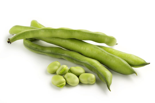 fava bean