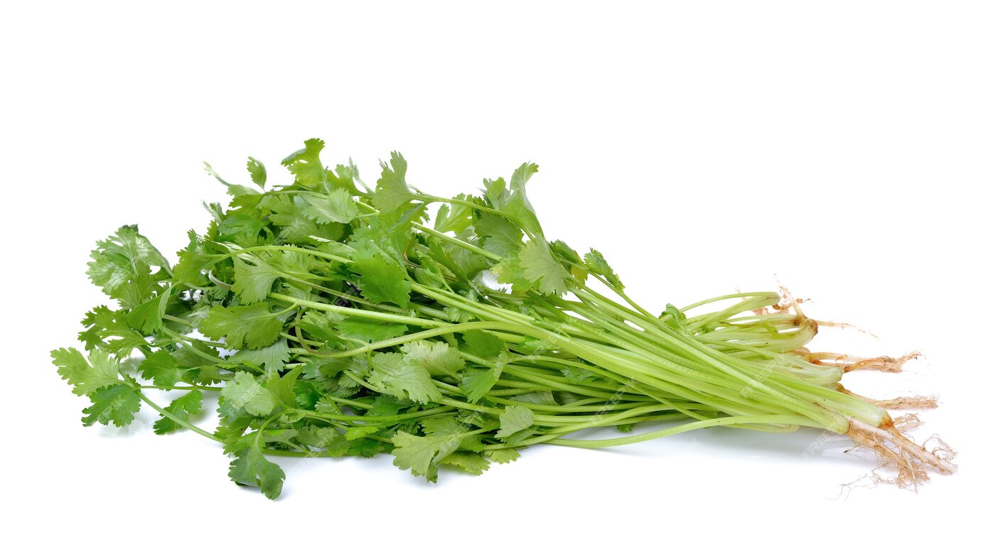 Coriander