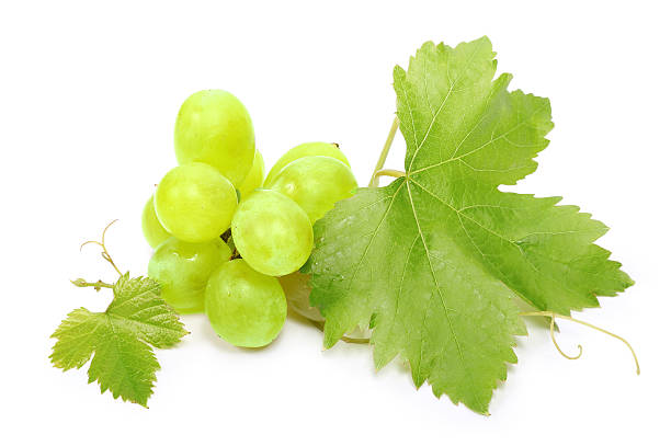 Grape Leaves