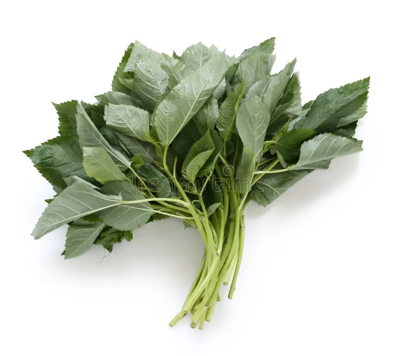 Molokhia