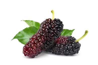 Mulberry