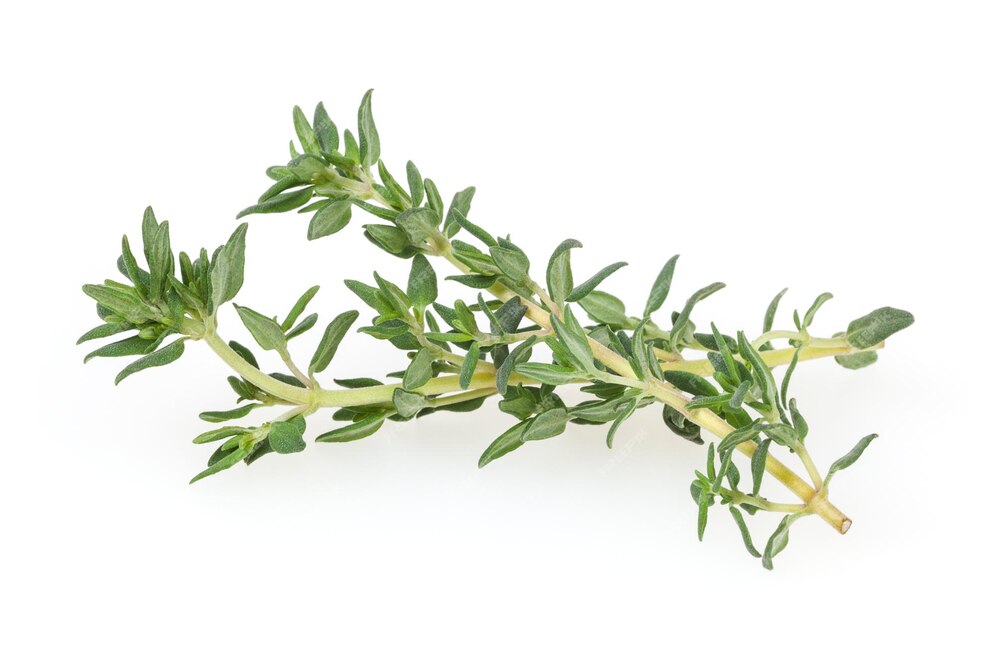 Thyme