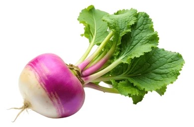 Turnip